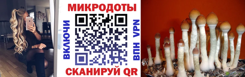 купить   Дубна  Псилоцибиновые грибы MAGIC MUSHROOMS 